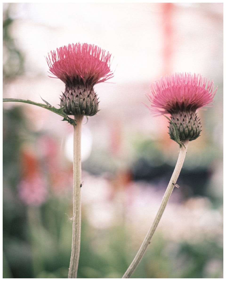 thistle