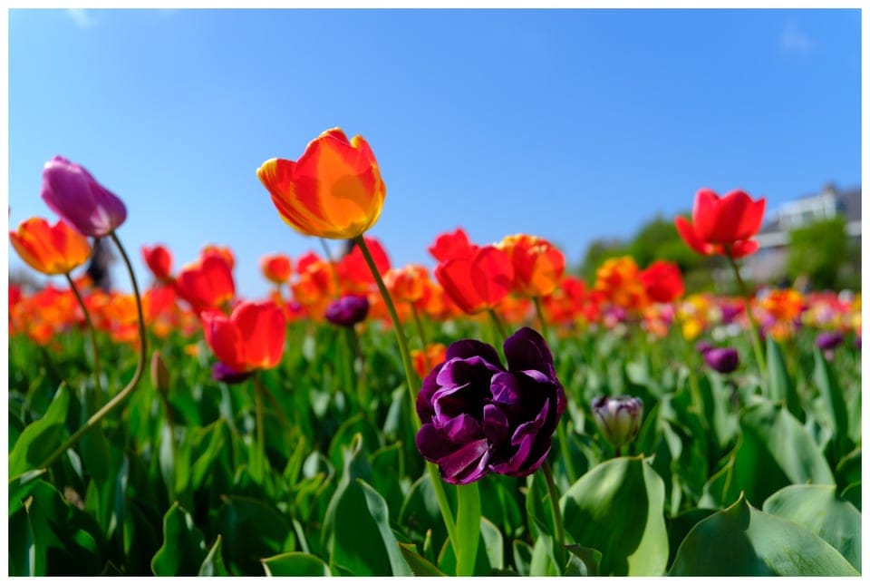 tulips