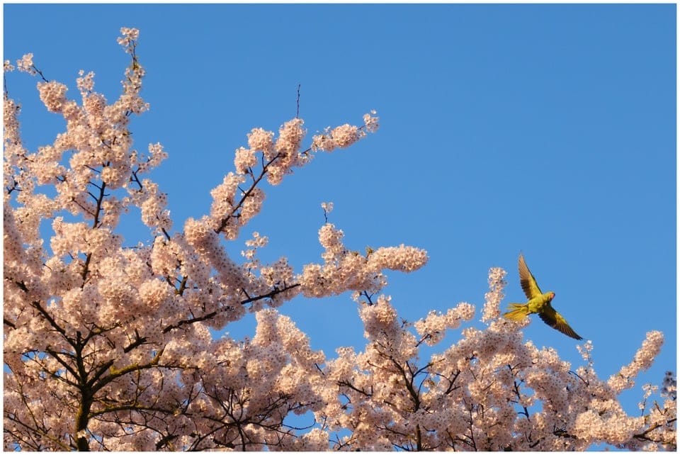 a bird flying over cherry blossoms