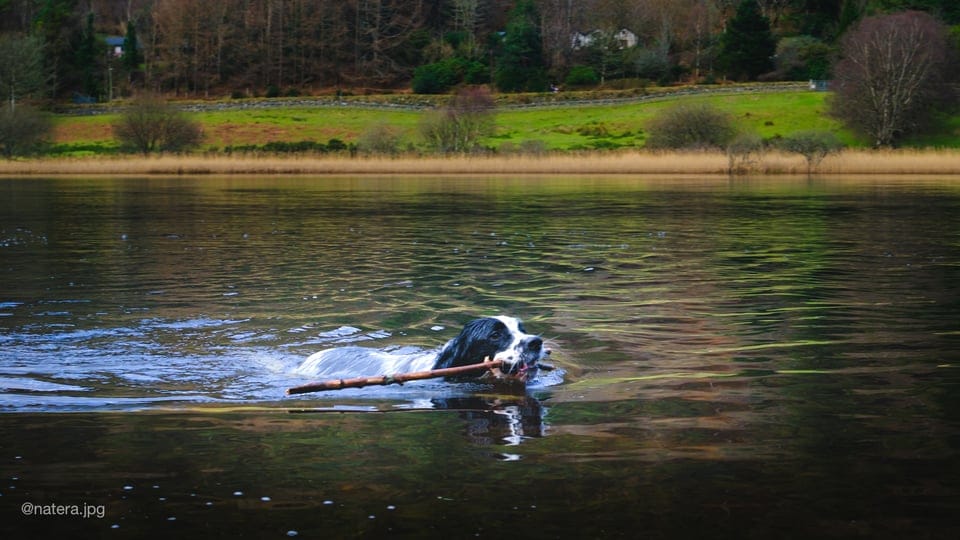 A dog with a stick swimming in a lake